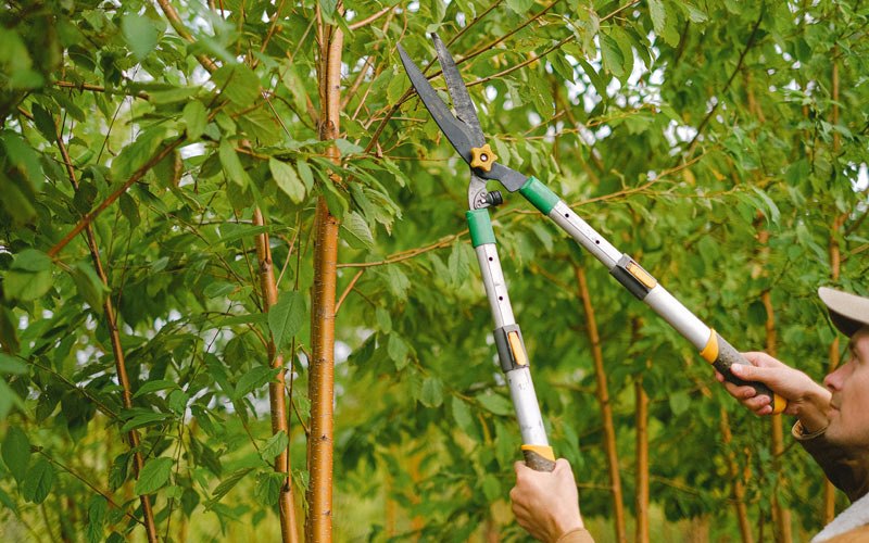 Tree trimming in Pleasant Plains, AR