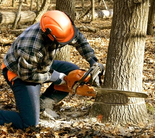 Tree Removal in Pleasant Plains, AR